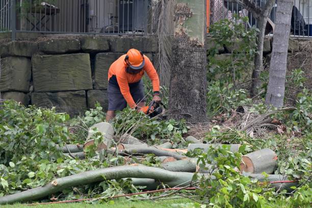 Professional  Tree Services in Hillsborough, CA